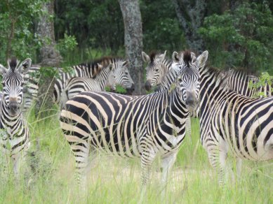 zebra group in the woods mukuvisi